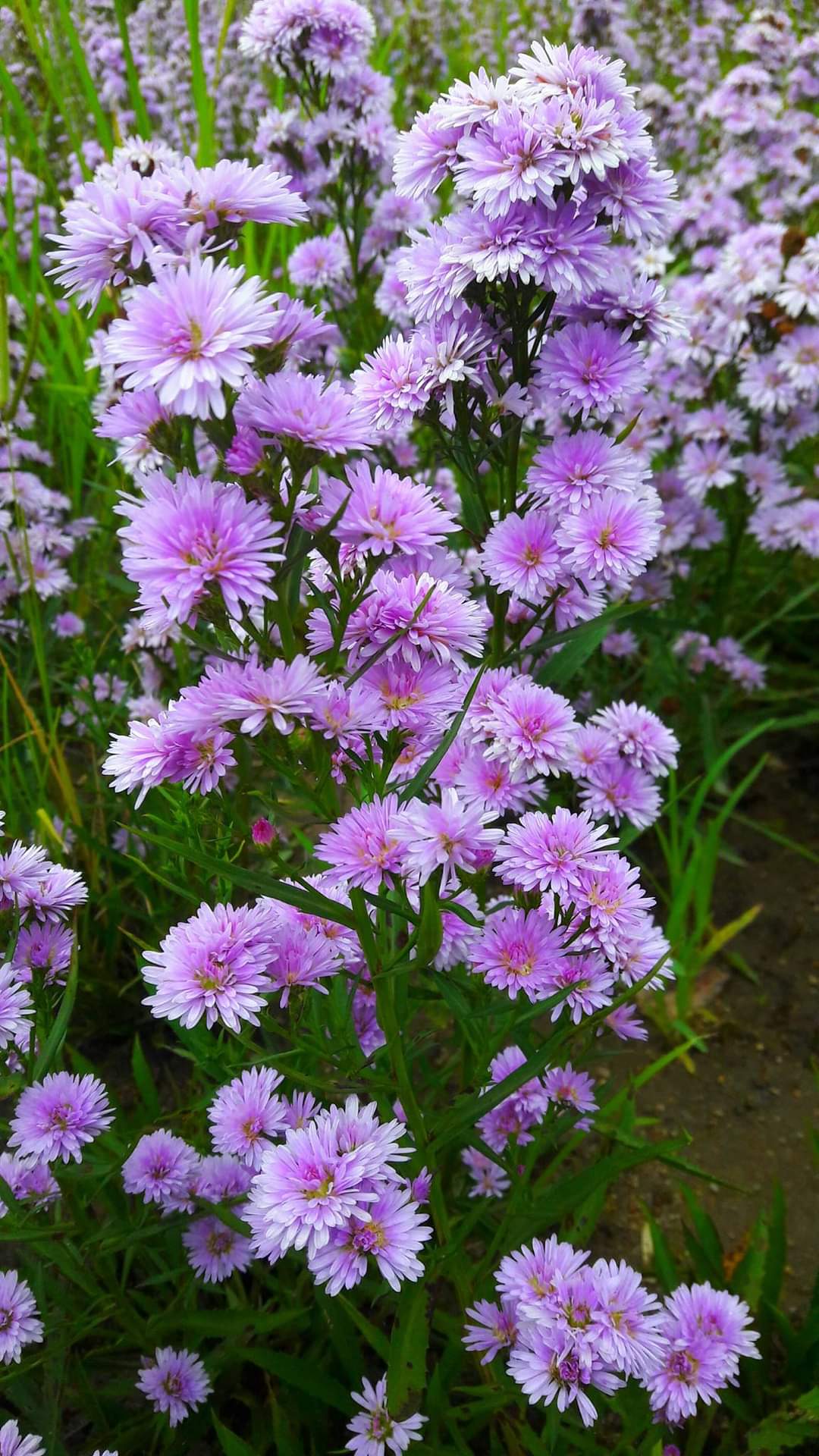 (50ต้น) มาปลูกดอกไม้สีสันสดใสสวยงาม ให้บ้านคุณน่าอยู่กัน จ้า.. ต้น ดอก มากาเร็ต & คัตเตอร์ white cutter flower margaret