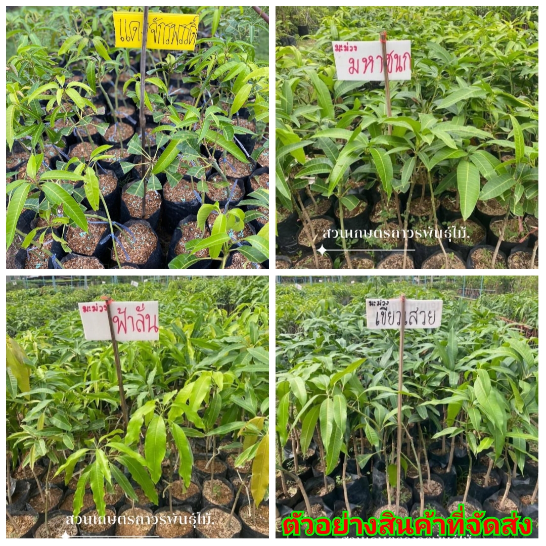 (สั่งซื้อขั้นต่ำ2ต้น) ต้น มะม่วง เขียวเสวย ฟ้าลั่น น้ำดอกไม้ สีทอง สีม่วง ทองคำ แดงจักรพรรดิ์ เขียวใหญ่ แก้วขมิ้น โชคอนันต์ 3 ฤดู สามฤดู ลิ้นงูเห่า อาร์ทู เบาใต้ แก้วใต้ อกร่องสีทอง เพชรบ้านลาด มันหนองแซง มหาชนก มันขุนศรี / ถาวรพันธุ์ไม้