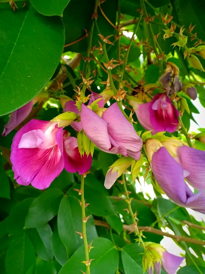 (1ต้น) ต้น สูง 40-50cm เพาะจากเมล็ด คลิทอเรีย อัญชันต้น ดอกช่อม่วง CLITORIA FAIRCHILDIANA อัญชัน / Navin