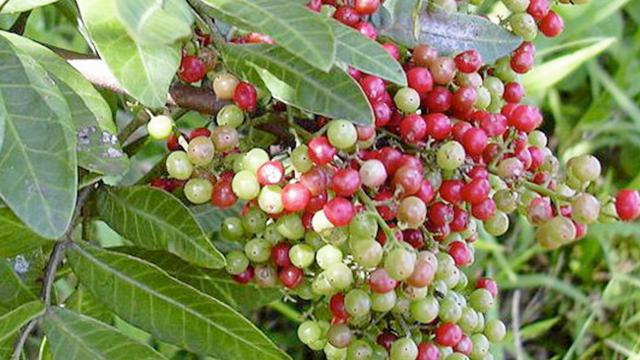 ต้น กิ่งตอน มะตูมซาอุ ต้นมะตูมซาอุ Brazilian Schinus terebinthifolia มะตูมแขก สะเดาบาห์เรน / tirawgnohp