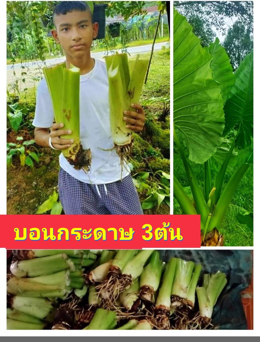(3หัว) ต้นกระดาด ต้นกระดาษ บอน บอนยักษ์ บอนใบใหญ่ ต้น กระดาด กะดาด กระดาษ บอนกระดาด บอนกระดาษ สี เขียว ยักษ์ บอนกระดาษเขียวยักษ์