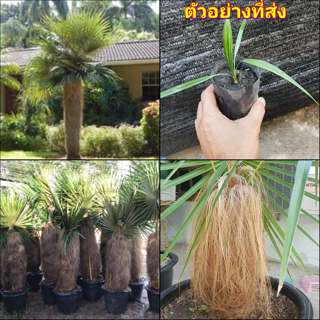 (1ต้น) ต้น ปาล์มเคราฤาษี ต้นปาล์มเคราฤาษี / ไม้ฟอกอากาศ