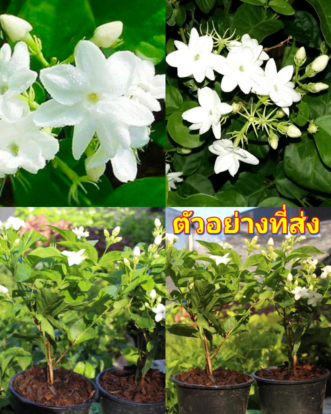 (2ต้น) ต้น มะลิลา ต้นมะลิลา กระถาง 5 นิ้ว / happy