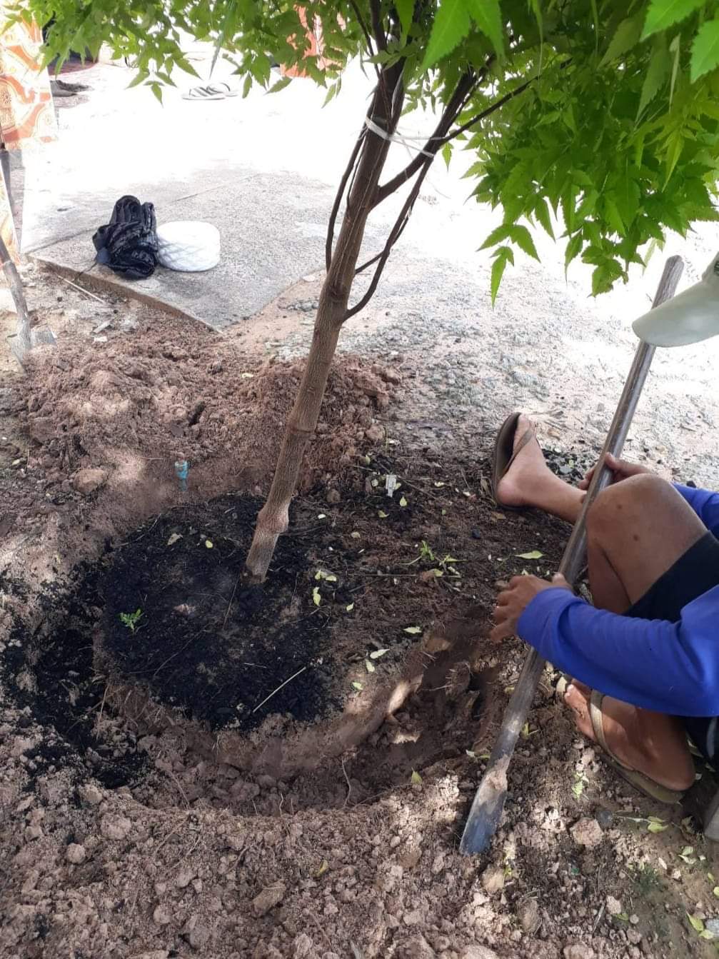 (1ต้น) ต้น เกษมณีสีทอง เมเปิ้ลเขียว เมเปิ้ลไทย Melia azedarach เลี่ยนทอง นารี เกรียน เฮี่ยน เลี่ยนดอกม่วง ลำเลี่ยน ลั้วะ โขวหนาย ขู่เลี่ยน ขู่เลี่ยนซู่ Bastard cedar, Bead tree Chaina tree Chinaball tree Persian lilac White cedar Melia azedarach L / Pongk