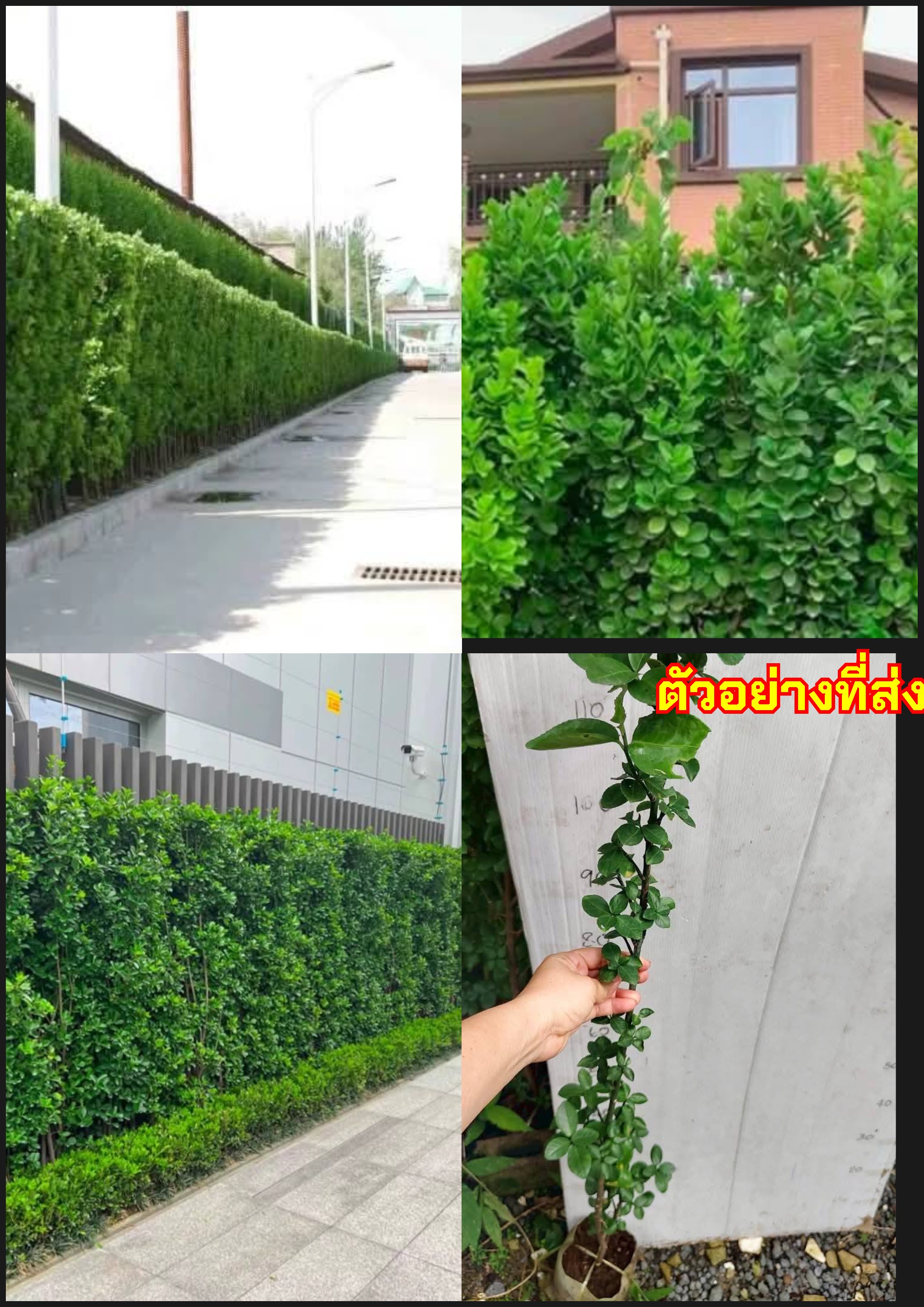 ต้นบ็อกซ์วูดฮอกไกโด บ็อกซ์วูดฮอกไกโด 丛生北海道黄杨 Hokkaido Boxwood / klisnus