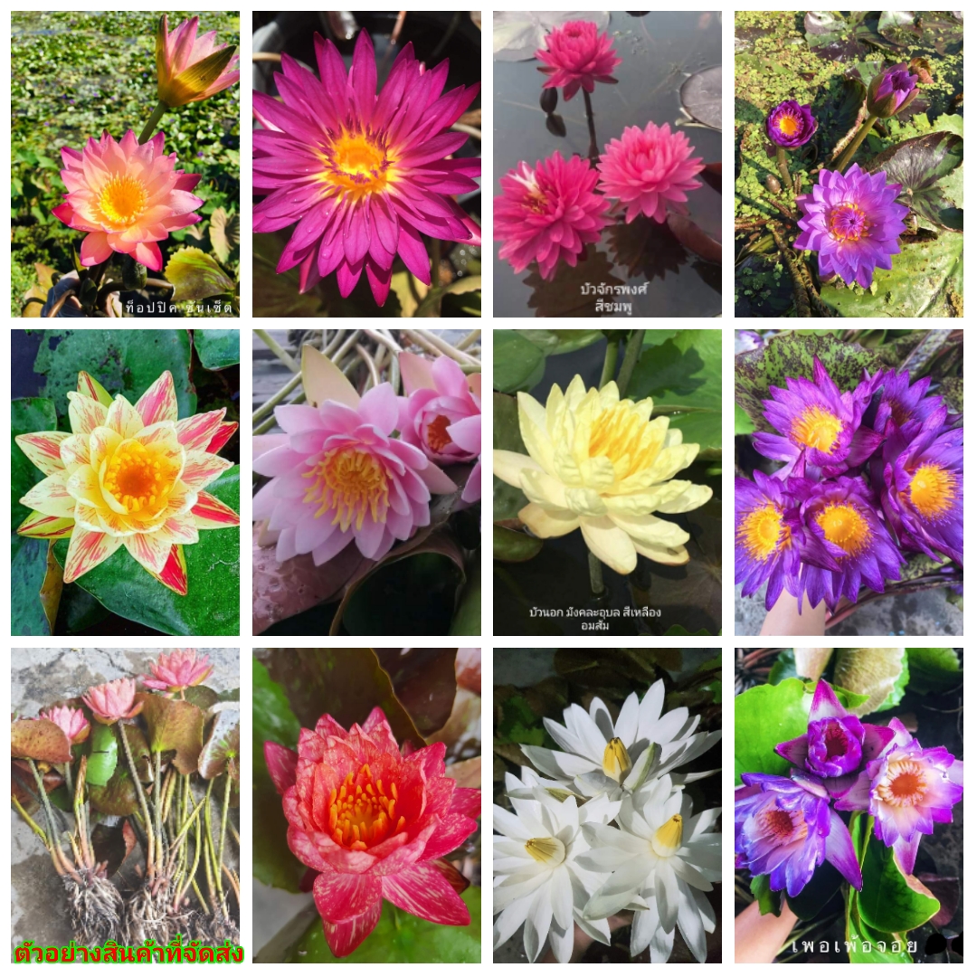 (1ต้น)รวม(ขาย ต้นพันธุ์) มี28สี บัวนางกวัก โคโลลาโด้ โจอี้ เพอเพ้อจอย เหลืองบางพระ ปิ่นวารี ทับทิมสยาม วันวิสาข์ โคโรลาต้า กวักทรัพย์ ลินซี่วูด ขาวมงคล มังคละอุบล บัวสาย ฟาบีโอล่า ฉลองขวัญ คาร่าซันชายน์ แดงอังกฤษ เลดี้บลู ปารณีย์ โคโลสเซีย จักรพงษ์ บัวแคร