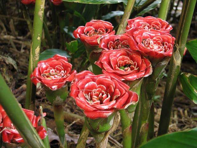 ดอก ต้น หน่อ เหง้า ดาหลา ดาหลากุหลาบ สยาม ต้นดาหลา ดอกดาหลา กาหลากุหลาบ สีแดง Siam rose Rose of Siam torch ginger / Sao 2