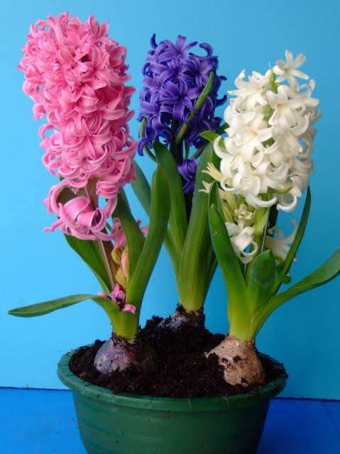 (จำหน่าย หัวพันธุ์) มี5สีให้เลือก ต้น ดอก สีไฮยาซิน hyacinth huawan