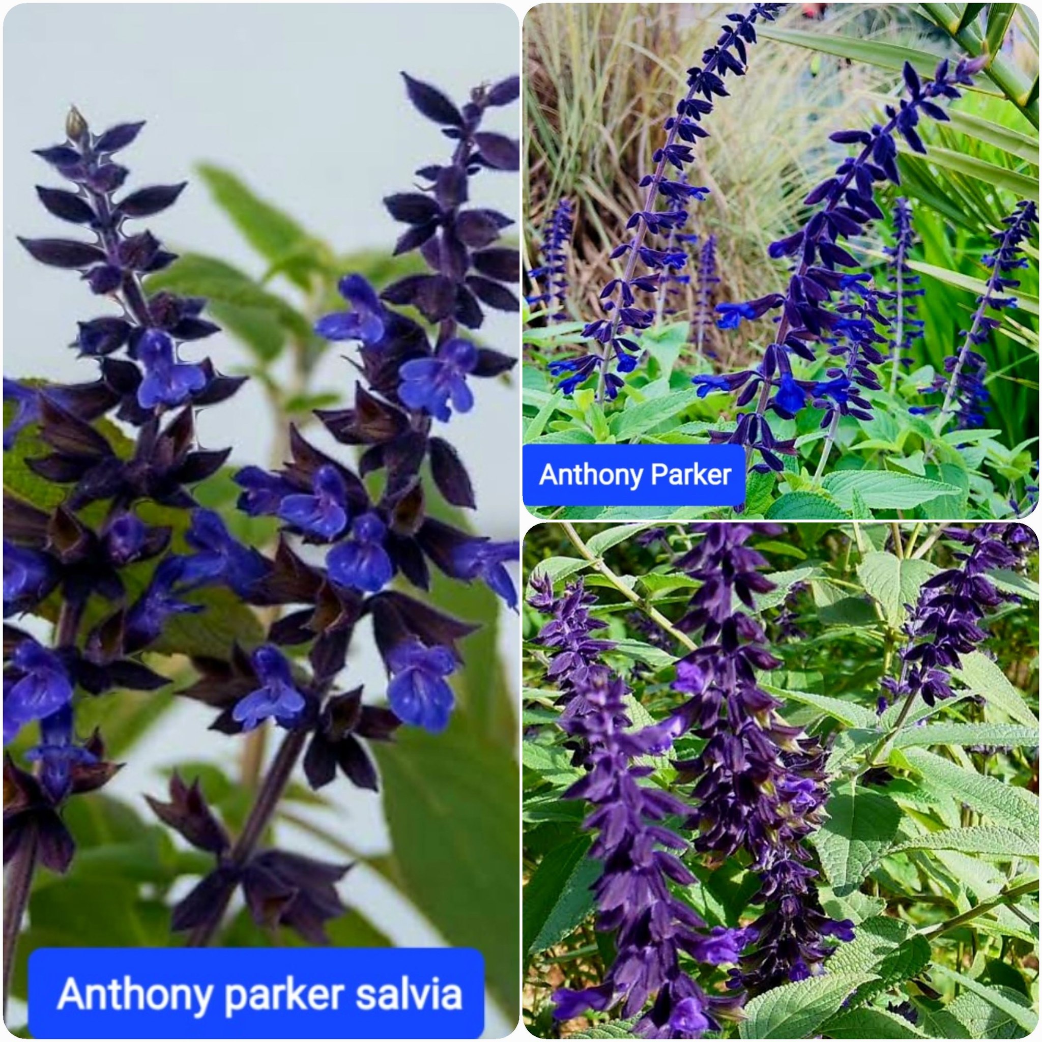 ต้นซัลเวีย ต้นซัลเวียร์ ซัลเวีย ซัลเวียร์ Amistad Salvia Anthony Parker Bog sage Ember's wishes Wendy'swishes Kiss&wishes สี ม่วง น้ำเงิน ฟ้าใส แดงส้ม แดงเข้ม ชมพู / esidarap