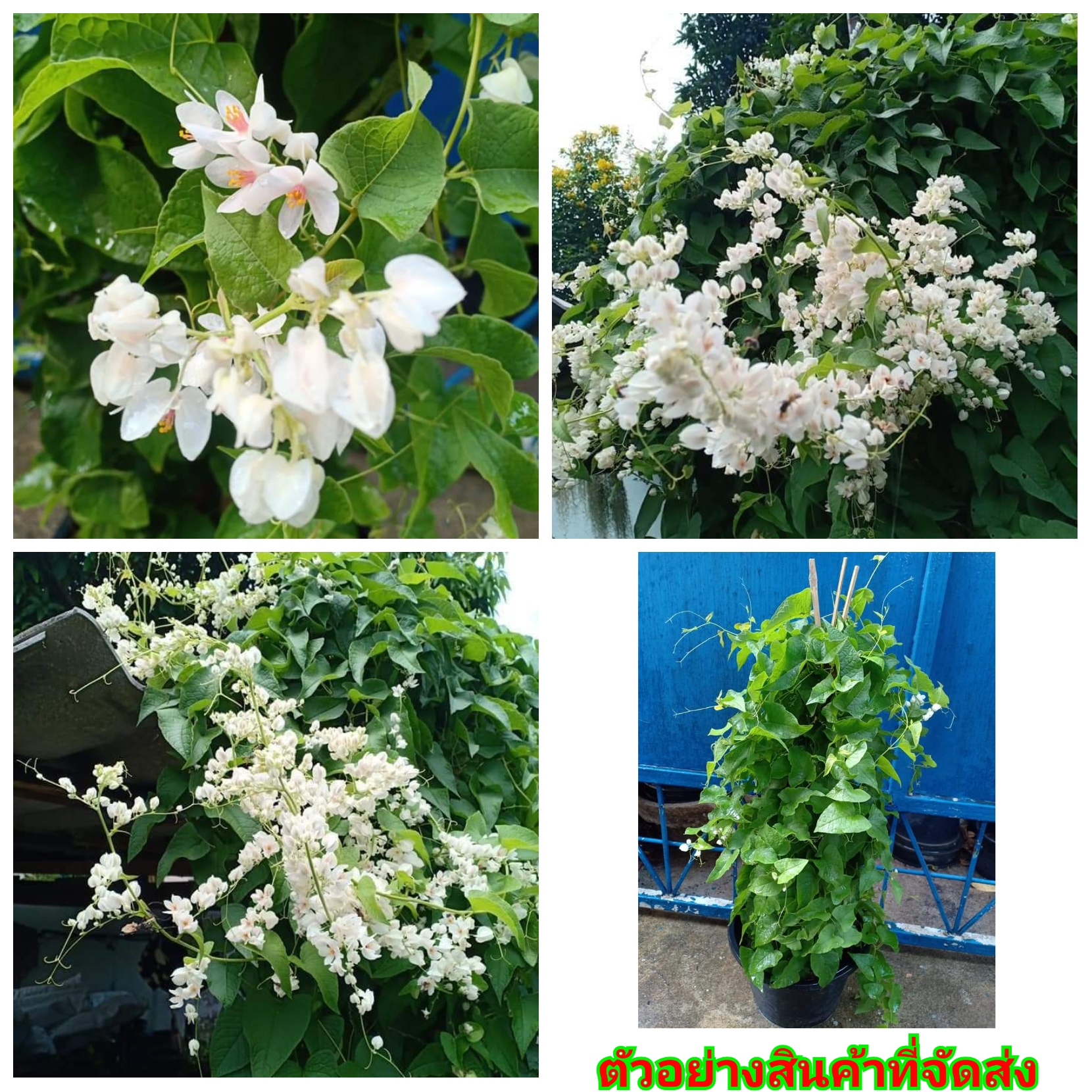 (ขาย ต้นพันธุ์) ต้น ดอก พวงชมพู สีขาว ภูษณิศา