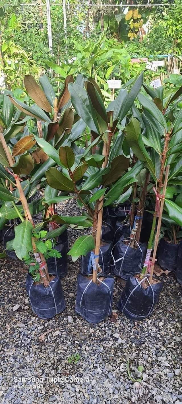 (1ต้น) สูง 80cm ต้น แมกโนเลีย แกรนด์ดิฟฟอร่า Magnolia grandiflora ตอนกิ่ง / Navin
