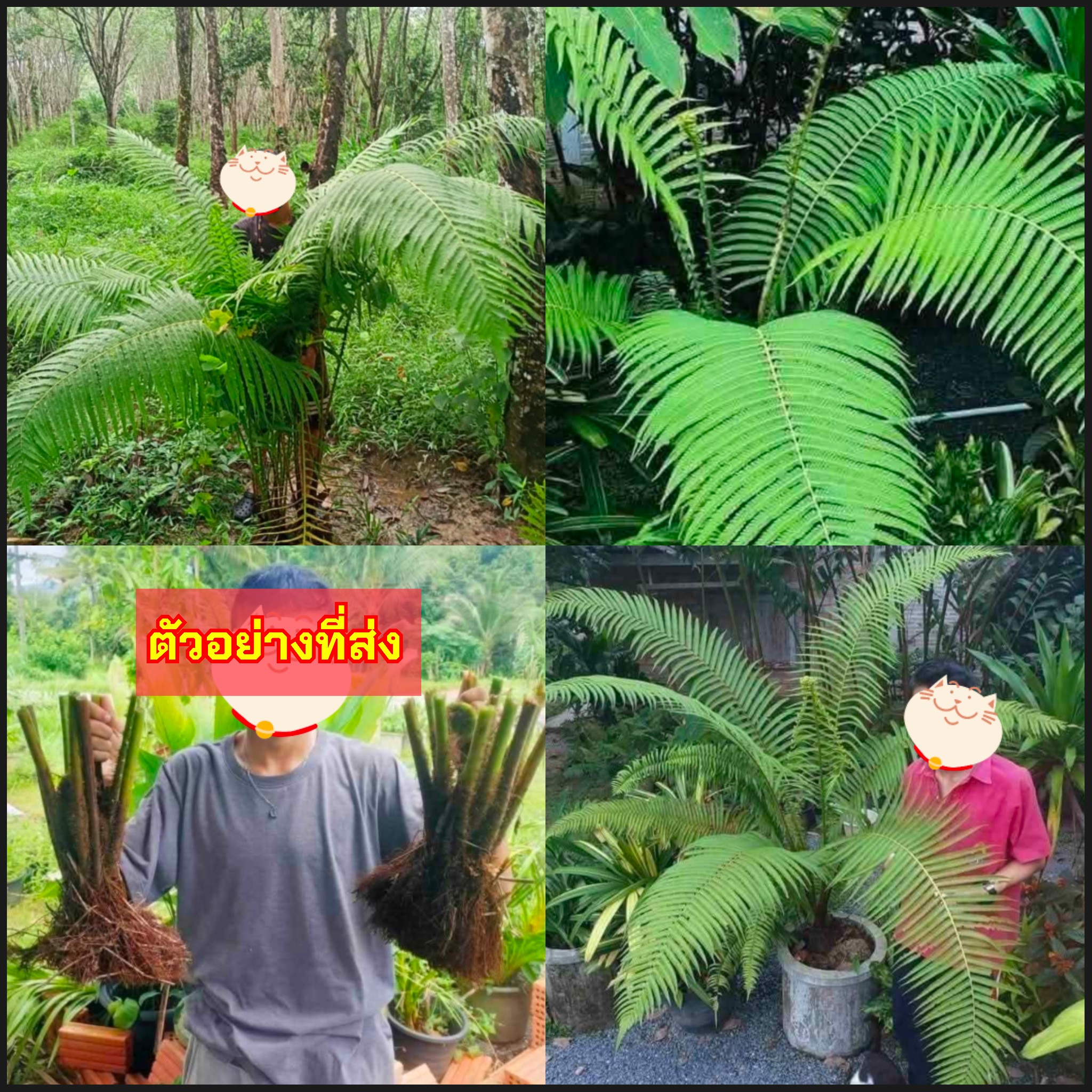 2 ต้น ต้นเฟิร์นศรียะลา เฟิร์นศรียะลา Sphaerostephanos polycarpus / nropatarin