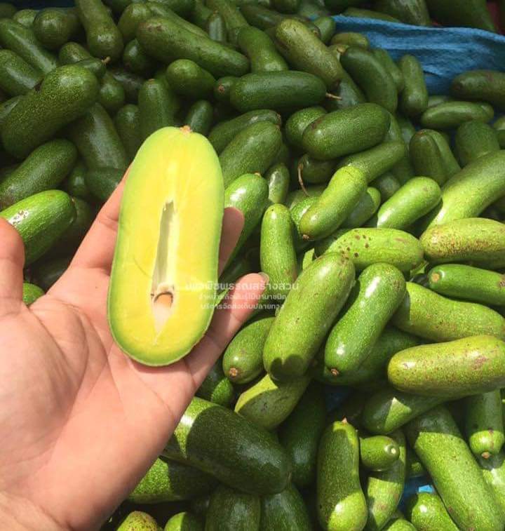 (1ต้น)(ขาย ต้นพันธุ์) ต้น อโวคาโด ไร้เมล็ด เวียดนาม ต้นอโวคาโด avocado พืชพันธุ์สร้างสวน