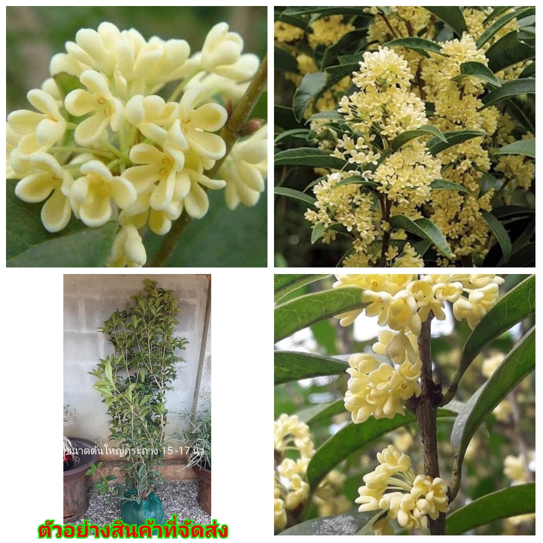 (ขาย ต้นพันธุ์) ต้น ดอก หอมหมื่นลี้ต้นใหญ่สูง 150 เซนติเมตร++พร้อมให้ดอกกันเลยจ้า หอมหมื่นลี้ เบนซ์ fadel