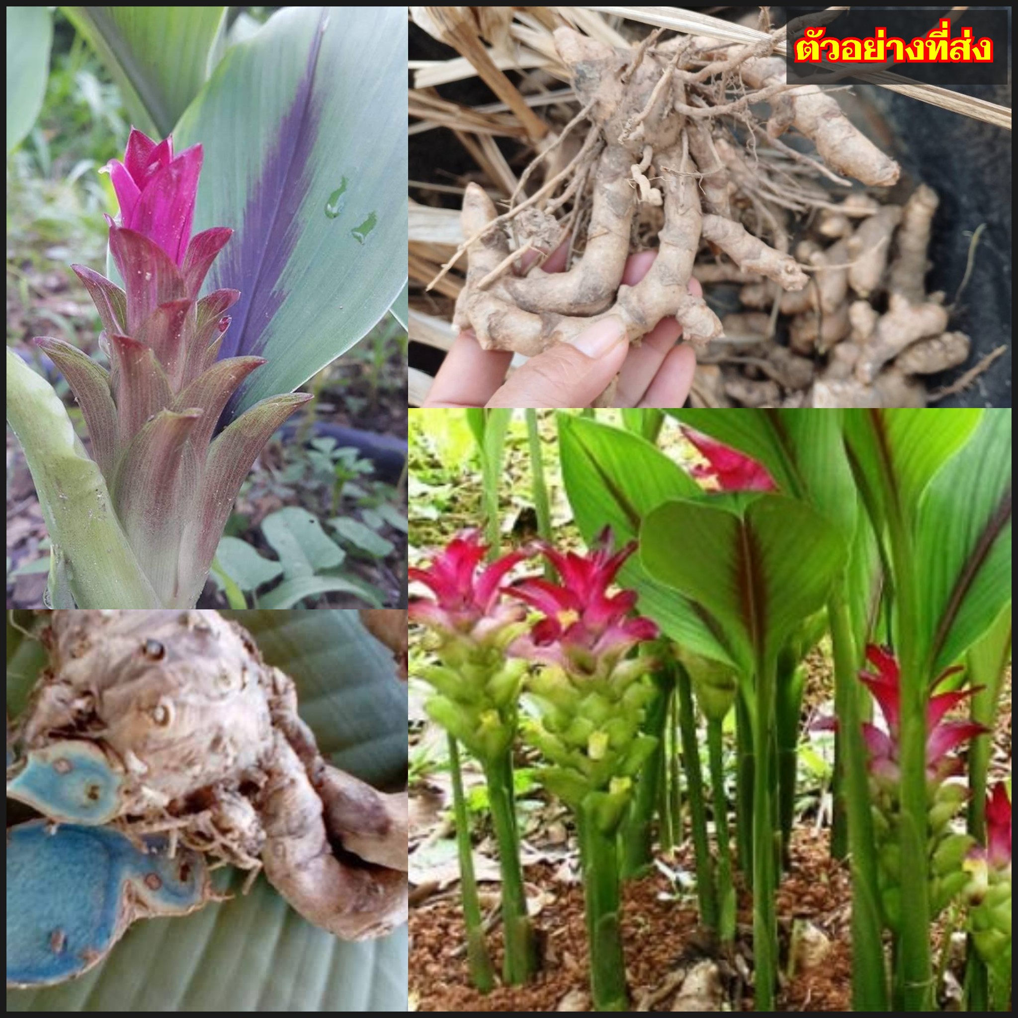 ขมิ้นดำ หรือ ว่านมหาเมฆ ว่านขมิ้นดำ ขิงดำ Curcuma aeruginosa Roxb / ahcta