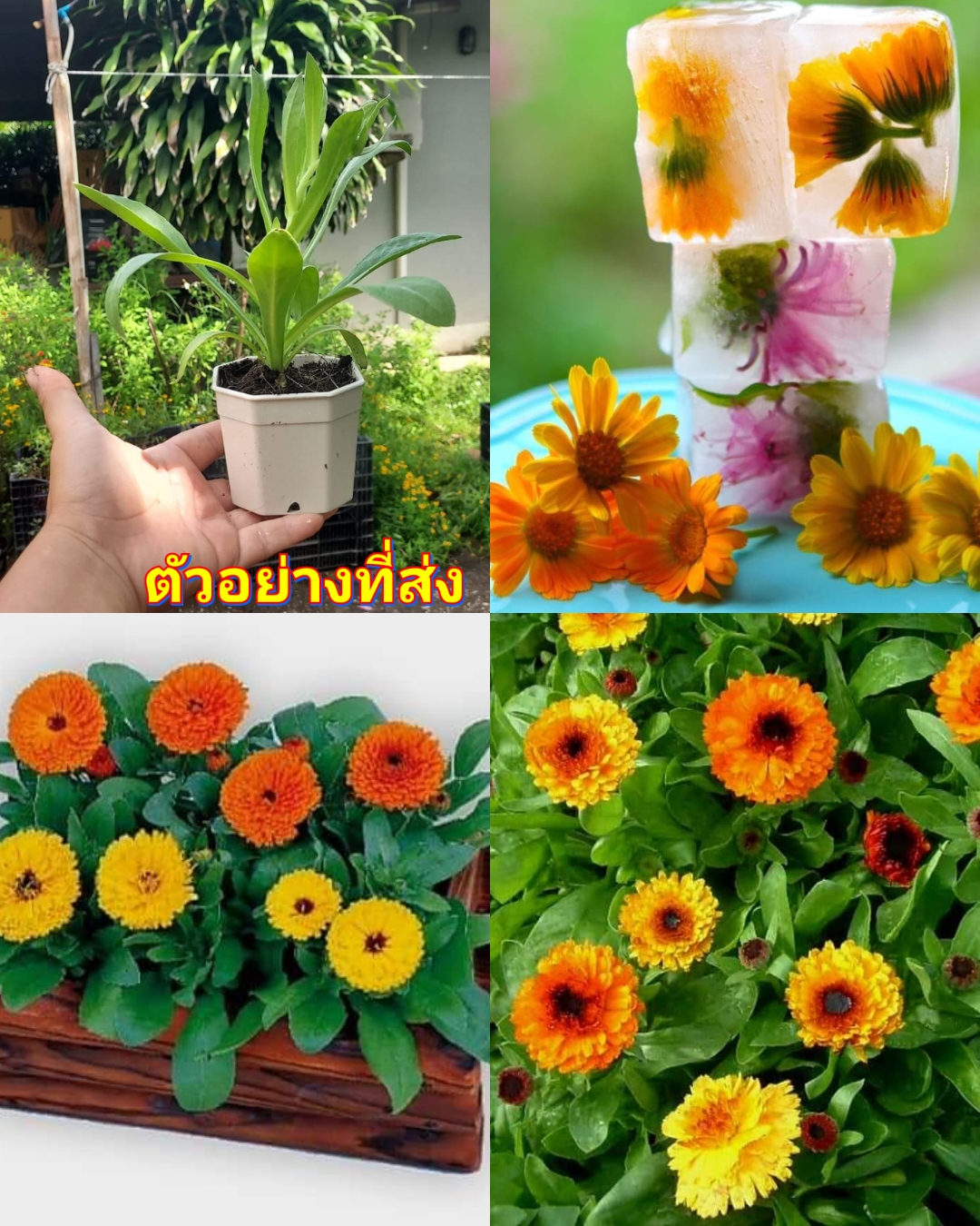 (2ต้น) ต้น ดาวเรืองหม้อ Calendula คาเลนดูล่า คละสี / Paradise