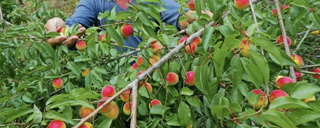 (1ต้น) ต้น แอปริคอท พันธุ์ Modesto Apricot เอพริคอต แอพริคอต แอปริคอต ต้นแอปริคอท ต้นแอปริคอต / พิสุทธิ์