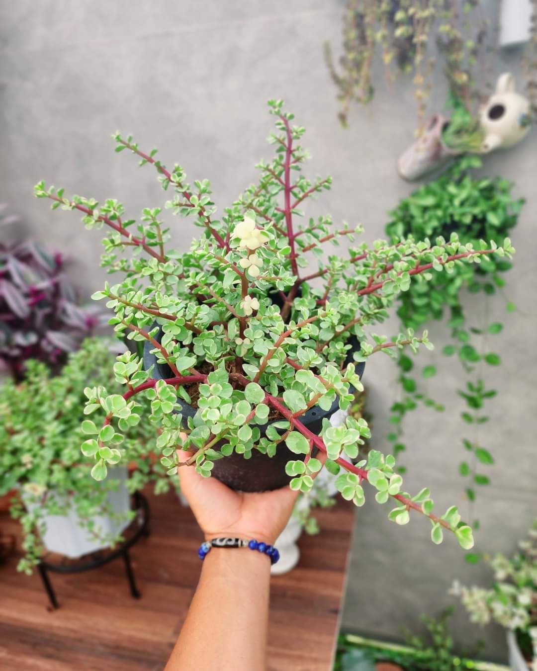 (1กระถาง) ต้น ปะการังสายรุ้ง ด่าง Portulacaria afra ต้นปะการังสายรุ้ง ปะการัง สายรุ้ง ด่าง ต้นปะการัง ทษณน