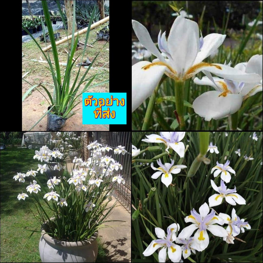 (1ต้น) ไอริสดอกขาว White Iris ไอริส ไอลิส ไอริช สี ขาว ต้นไอริส ต้นไอลิส ต้นไอริช ประภัสสร