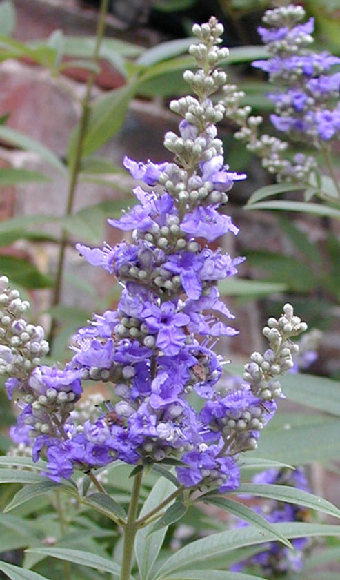 (1ต้น) ต้นไวเท็กซ์ Chaste Berry ไวเท๊กซ์ แอกนัส แคสตัส Vitex Vitex Agnus Castus / ศรัณย์รักษ์ สำเนา