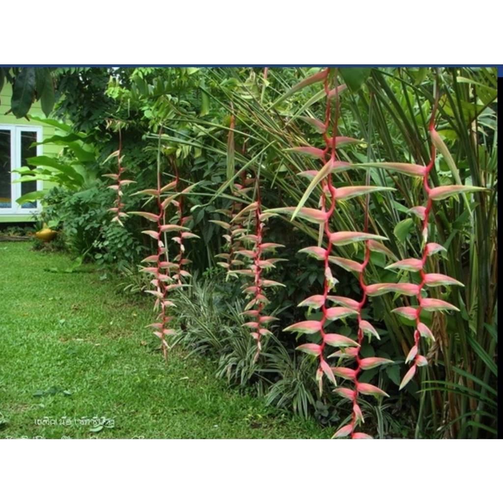 มี 13 สายพันธุ์ ให้เลือก ต้น หน่อ เหง้า เฮลิโคเนีย Heliconia เอ็กเซลซ่า excelsa คานารี่ สีเหลือง canari yellow คาลิเบียน Caribea โมเกน่า โปเกน่า bourgeana แอนโดรมีดา Andromeda ธรรมรักษา ก้ามกุ้ง เทมเพลส temptress เปโดร ออทิซ Pedro Ortiz คอลลินเซียน่า coll