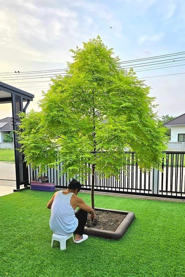 (1ต้น) ต้น เกษมณีสีทอง เมเปิ้ลเขียว เมเปิ้ลไทย Melia azedarach เลี่ยนทอง นารี เกรียน เฮี่ยน เลี่ยนดอกม่วง ลำเลี่ยน ลั้วะ โขวหนาย ขู่เลี่ยน ขู่เลี่ยนซู่ Bastard cedar, Bead tree Chaina tree Chinaball tree Persian lilac White cedar Melia azedarach L / Pongk