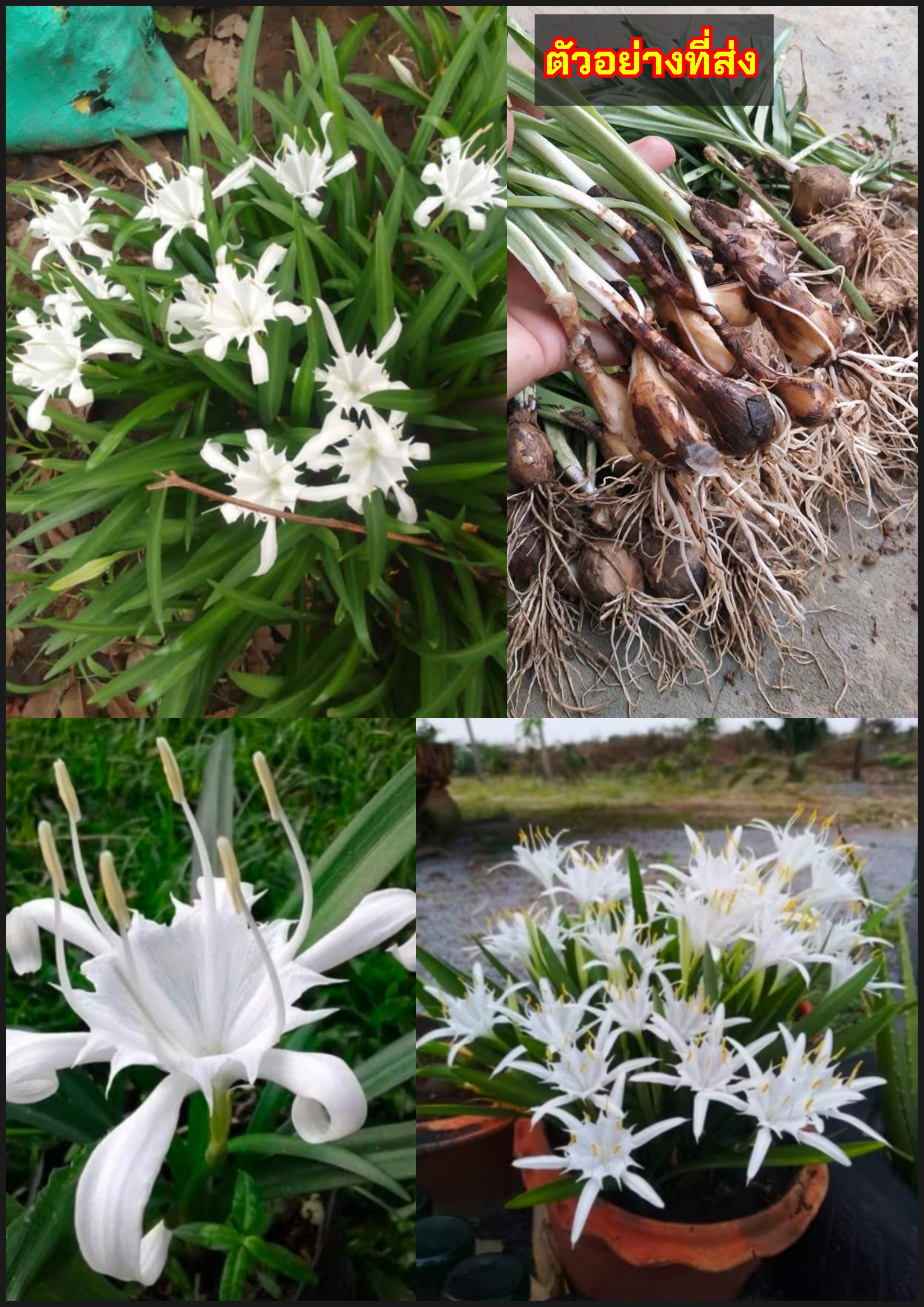 ว่านเศรษฐีน้ำเต้าทอง ว่านน้ำเต้าทอง ว่านมหามงคล ว่านระฆังทอง Pancratium zeylanicum L / tikarus