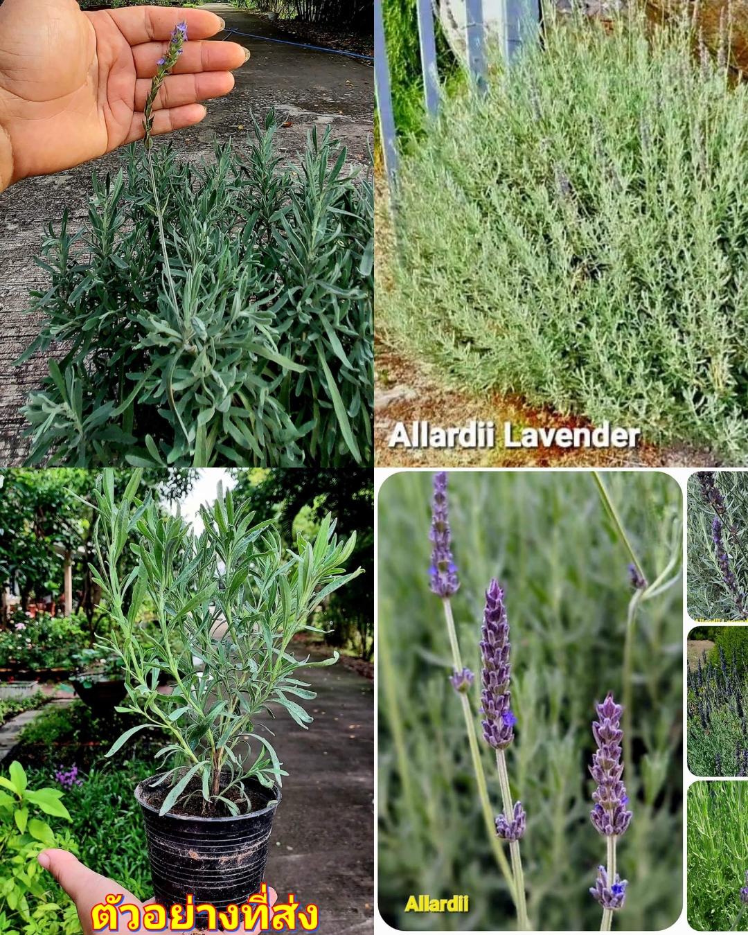 (5ต้น) ต้น ต้นลาเวนเดอร์ Allardii Lavender ลาเวนเดอร์ อัลลาร์ดี / Paradise