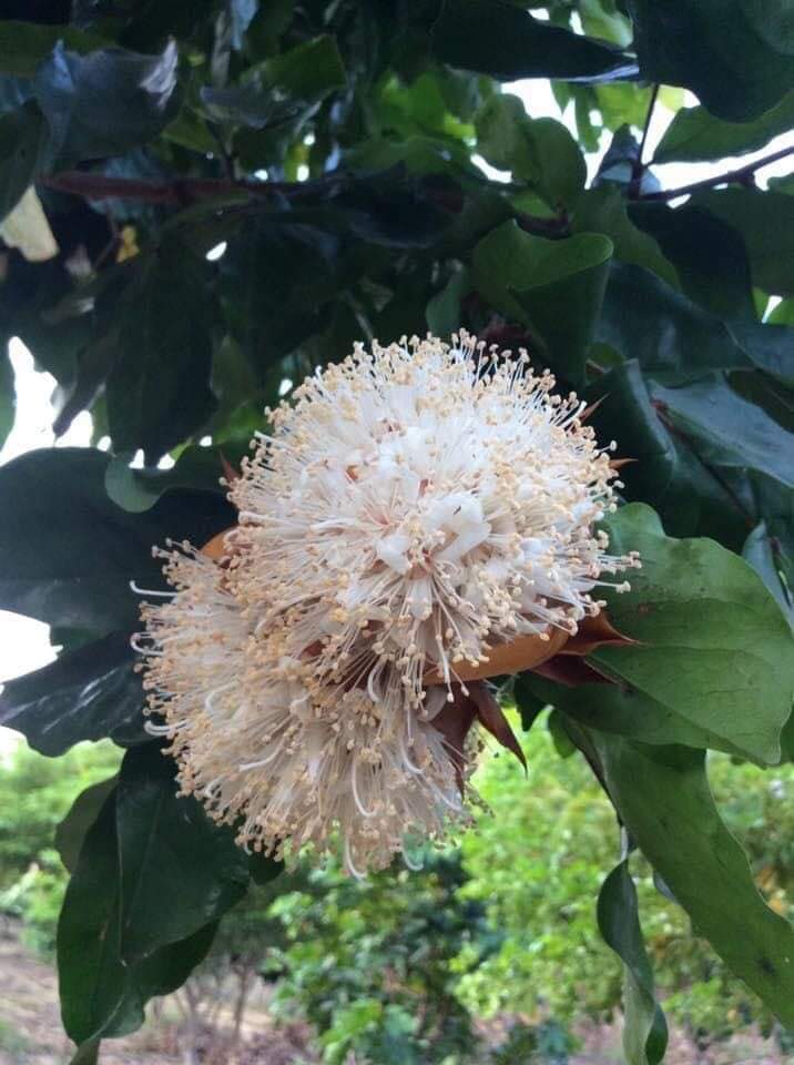 (1ต้น) ต้น โสกขาว อโศกขาว ต้นโสกขาว ต้นอโศกขาว อโศก ต้นอโศก สีขาว / ณัฐวดี