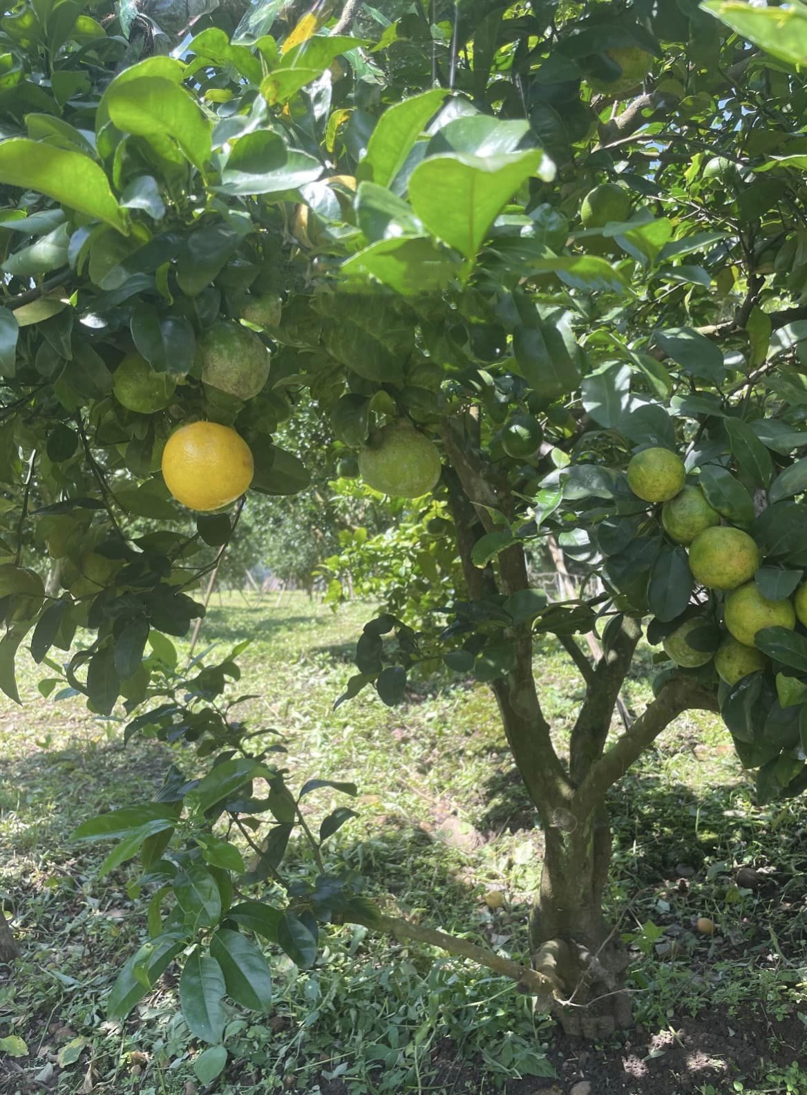 (1กิ่งตอน) ต้น มะนาวพื้นเมือง ประเทศอิตาลี Native Italian lemon / pisut