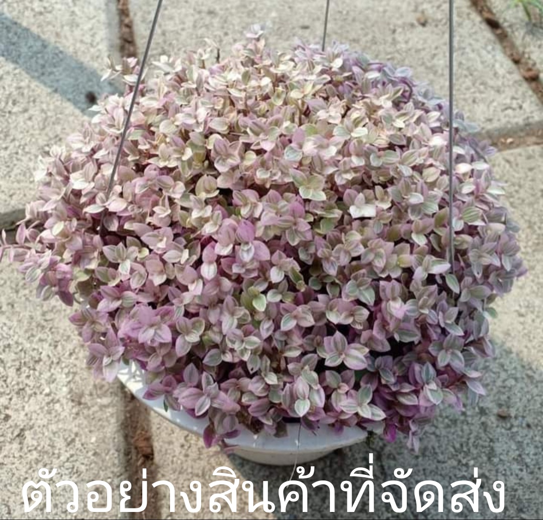 (ขาย ต้นพันธุ์) ต้น ริบบิ้นชาลีด่างชมพู ริบบิ้น ชาลี ด่าง สี ชมพู