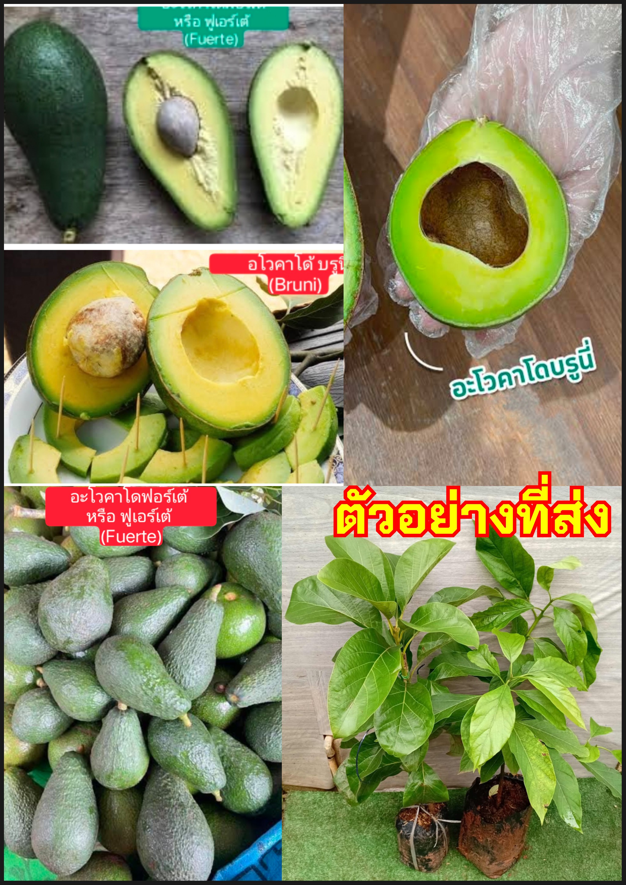 (2ต้น) อโวคาโด้ อะโวคาโด บรูนี่ Bruni ฟอร์เต้ หรือ ฟูเอร์เต้ Avocado Fuerte ทาบกิ่ง เสียบยอด / ahpaynup