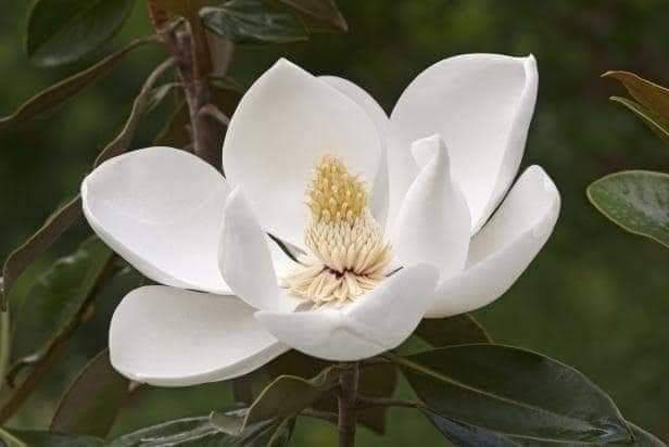 (1ต้น) สูง 80cm ต้น แมกโนเลีย แกรนด์ดิฟฟอร่า Magnolia grandiflora ตอนกิ่ง / Navin