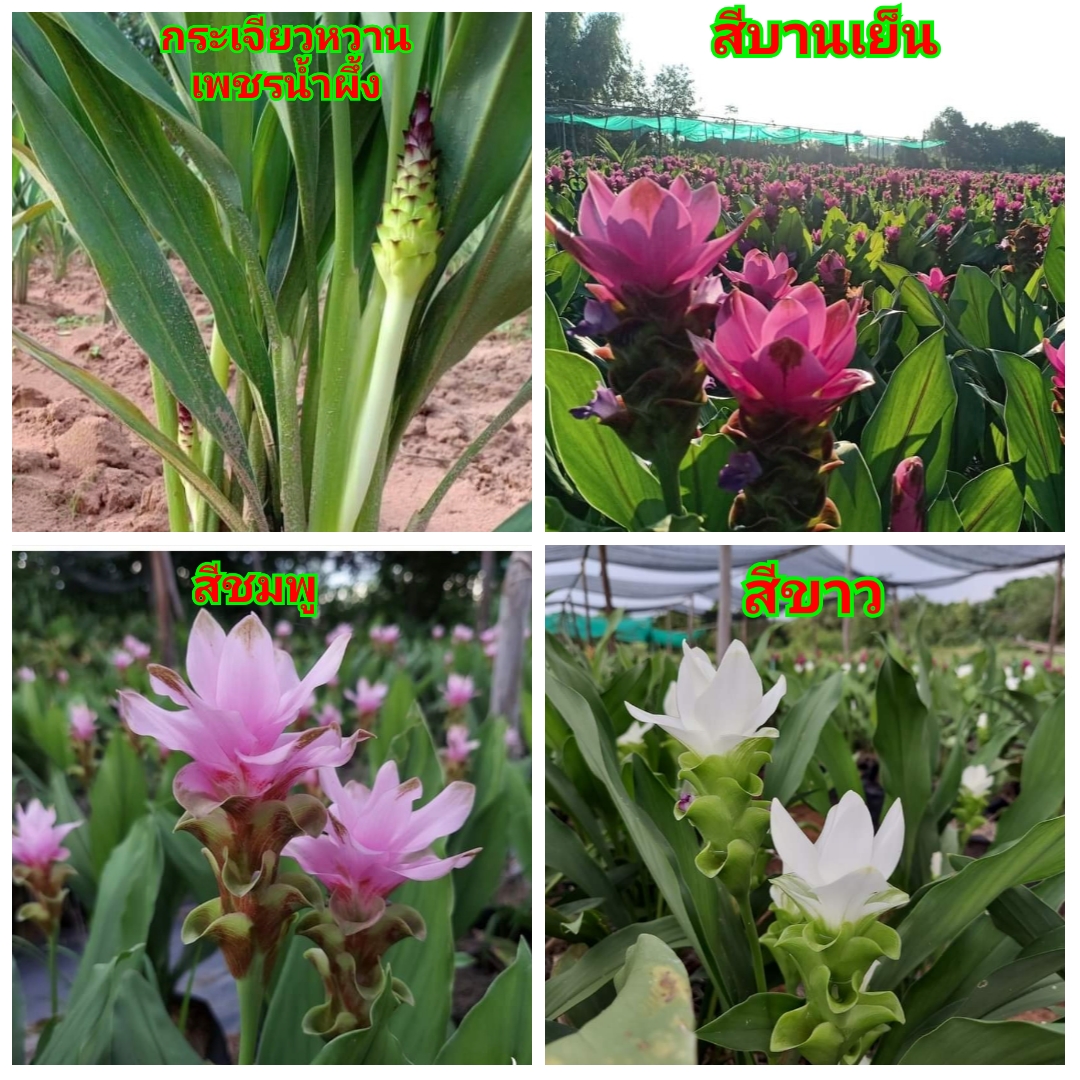 (20ต้น)(ขาย ต้นพันธุ์) ดอก ต้น กระเจียวปทุมมา กระเจียวหวาน เพชรน้ำผึ้ง กระเจียวประดับ กระเจียว ฮักเกษตร