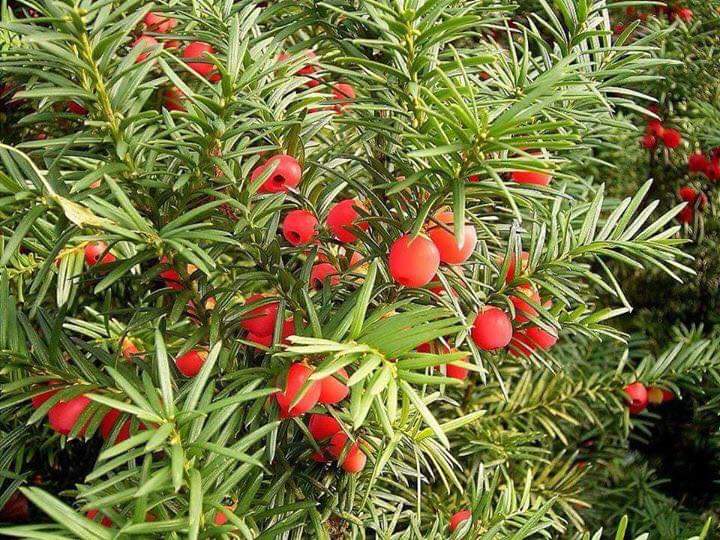 (1ต้น) ต้น สนยิว ต้นยูอังกฤษ English Yew common yew european yew Taxus baccata / ศรัณย์รักษ์