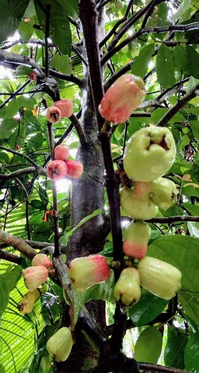 (ขาย ต้นพันธุ์) ต้น ชมพู่สาแหรก ต้นชมพู่สาแหรก ชมพู่สาแหลก ต้นชมพู่สาแหลก ต้นชมพู่ ชมพู่ สาแหรก Soa