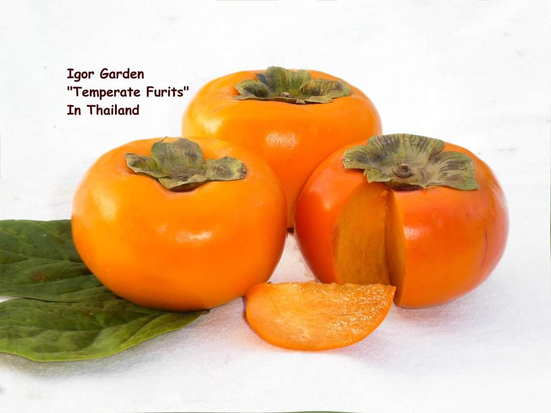 (1ต้น) ต้น พลับหวาน พันธุ์ ฟูยู่ ฟูยู ฟู่ยู่ Fuyu Persimmons plub ต้นพลับ ลูกพลับ พลับ หวาน พันธุ์แท้ 100% เสียบยอด / พิสุทธิ์