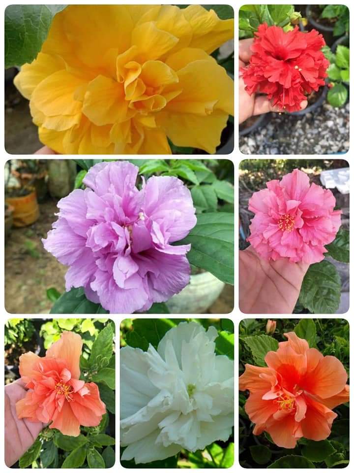 (มี7สี)(ขาย ต้นพันธุ์) ดอก ต้น ต้นชบาดอกซ้อน ต้นชบา ดอกชบา ดอกซ้อน สี เหลือง ม่วง ขาว แดง ส้ม โอรส ชมพู fadel