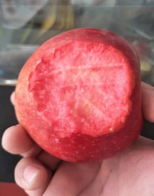 ต้น เสียบยอด สูง 50-60cm แอปเปิ้ล ต้นแอปเปิ้ล เนื้อแดง เซียงเฟย 红色香妃 Apple tree / klisnus
