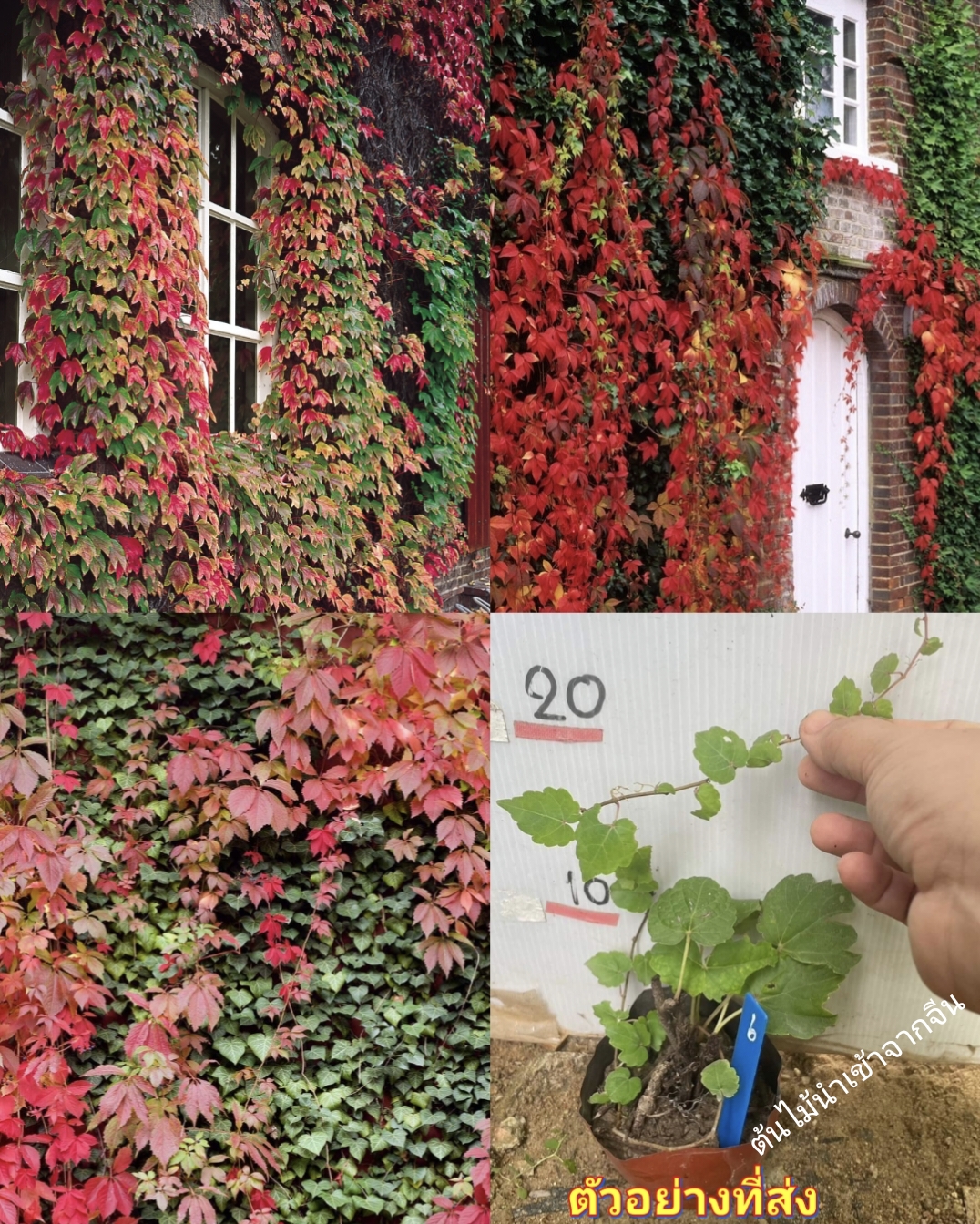 (1ต้น) ต้น ไอวี่บอสตัน ต้นไอวี่บอสตัน Boston Ivy JAPANESE CREEPER IVY / ศรัณย์รักษ์