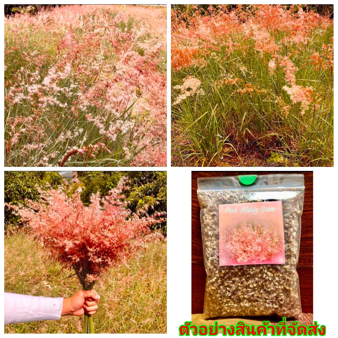 (ขาย เมล็ด) ต้น ดอกหญ้า สีชมพู พิงค์มูลลี่ (Pink Muhly Grass) kupkip