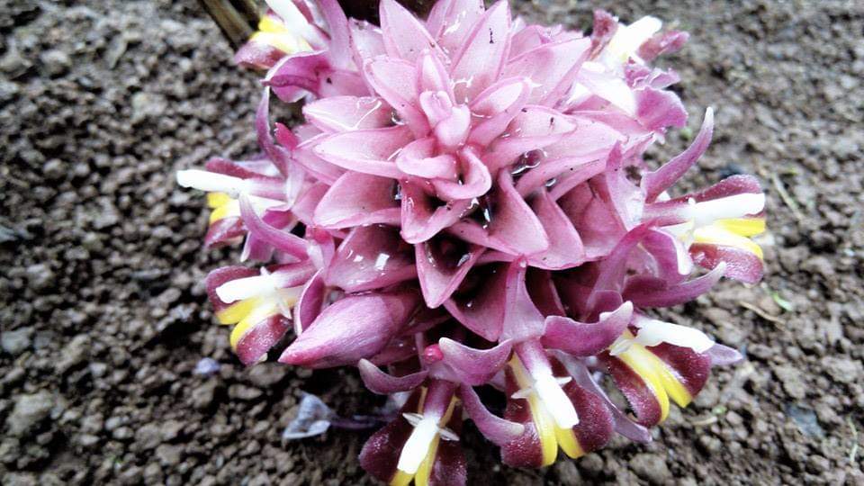 (3ต้น) ต้น หน่อ เหง้า กระเจียวสุเทพ Curcuma ecomata ต้นกระเจียวสุเทพ ดอกกระเจียวสุเทพ กระเจียว สุเทพ สมซง
