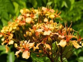 ต้นโยทะกาเลื้อย ระย้าย้อย หรือ เถาไฟ Bauhinia integrifolia Roxb. Phanera integrifolia Benth / eedwattan