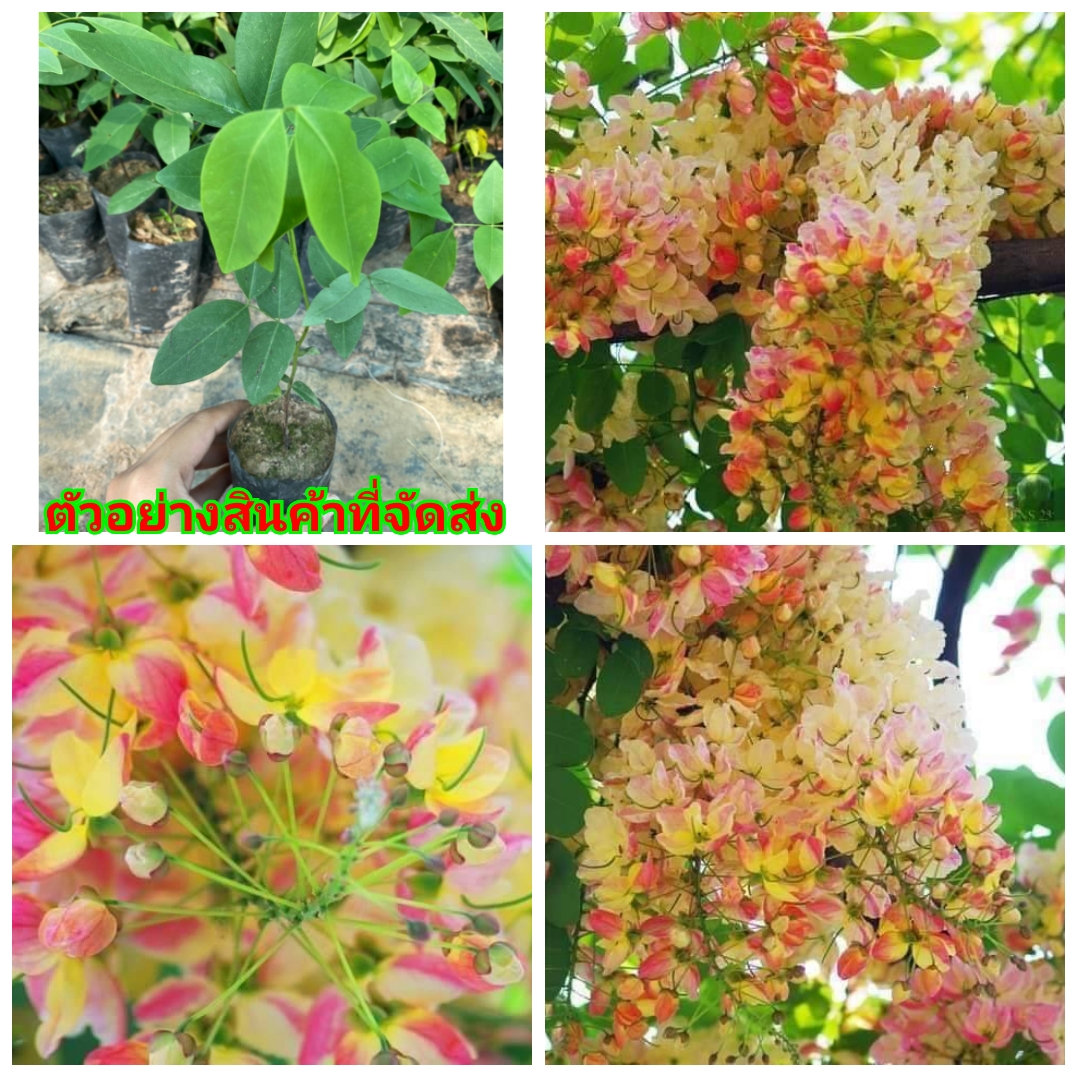 (2ต้น) (ขาย ต้นพันธุ์) ดอก ต้น คูนสีรุ้ง ต้นคูน คูน สีรุ้ง สี รุ้ง ดอกคูน happy สำเนา