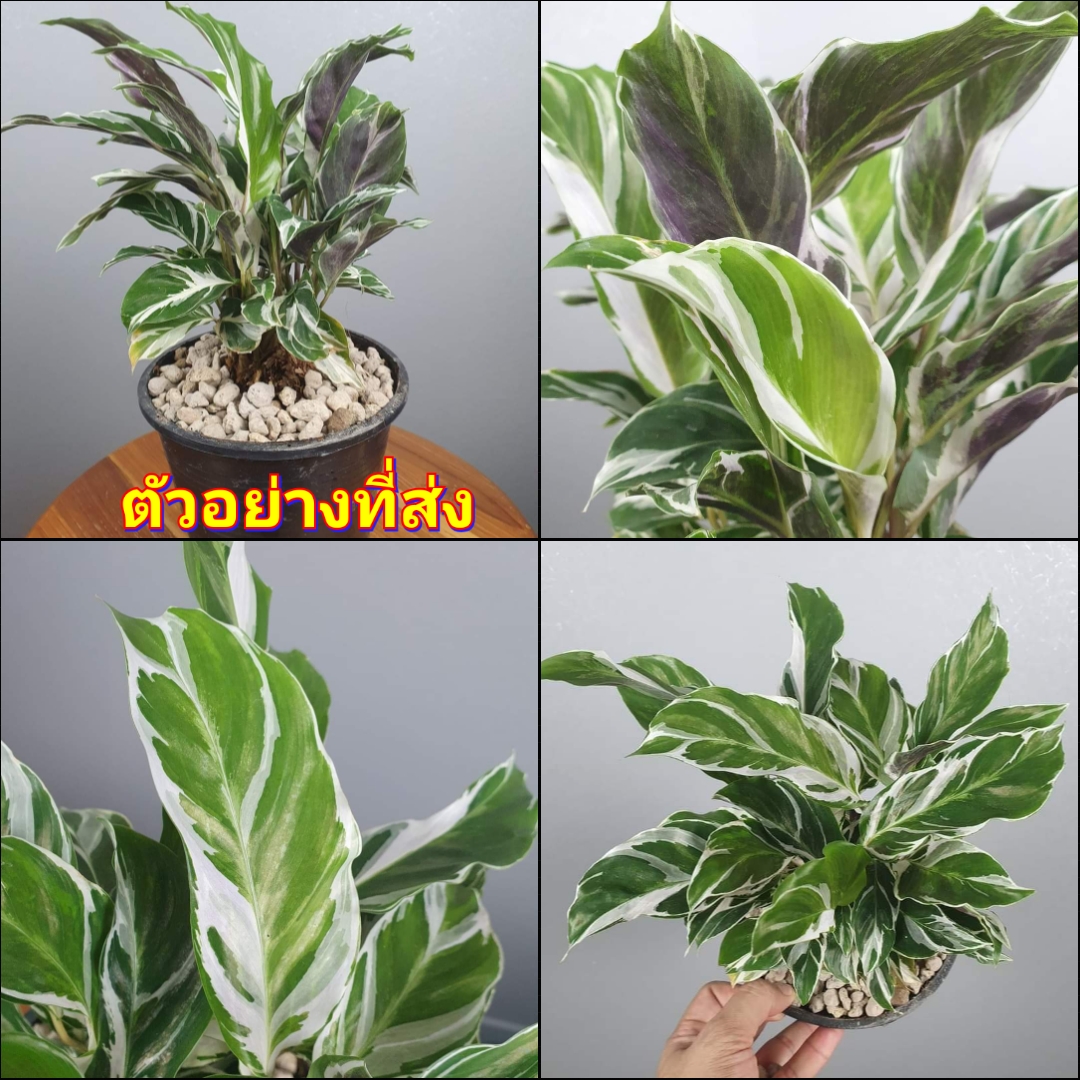(1ต้น) ต้น คล้าราชภัฏ คล้าด่างขาว ต้นคล้าราชภัฏ ต้นคล้าด่างขาว White Fusion Peacock Calathea Snow White Calathea hybrid ไม้ฟอกอากาศ