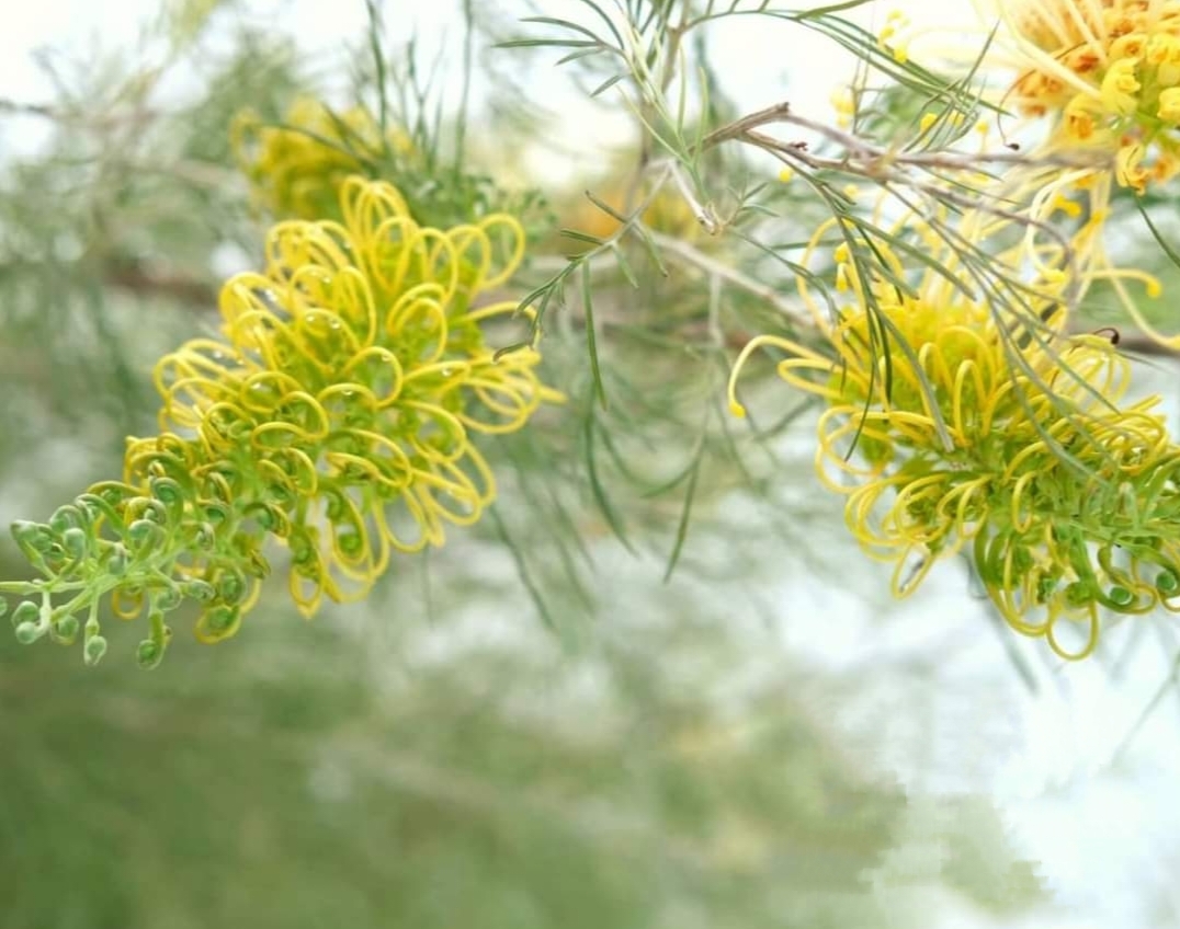 รบกวน สั่งซื้อ ผ่านไลน์ เท่านั้น (1ต้น) สูง 250cm ต้น สนเกรวิลเลีย Grevillea Bush Lemons yellow กรีวิเลีย บุช เลมอน ดอก สีเหลือง Sakphong