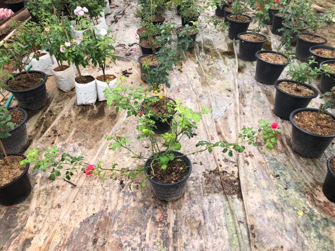 (1ต้น) ดอก ต้น กุหลาบ คริสโตเฟอร์มาโล Christopher Marlowe rose buncha