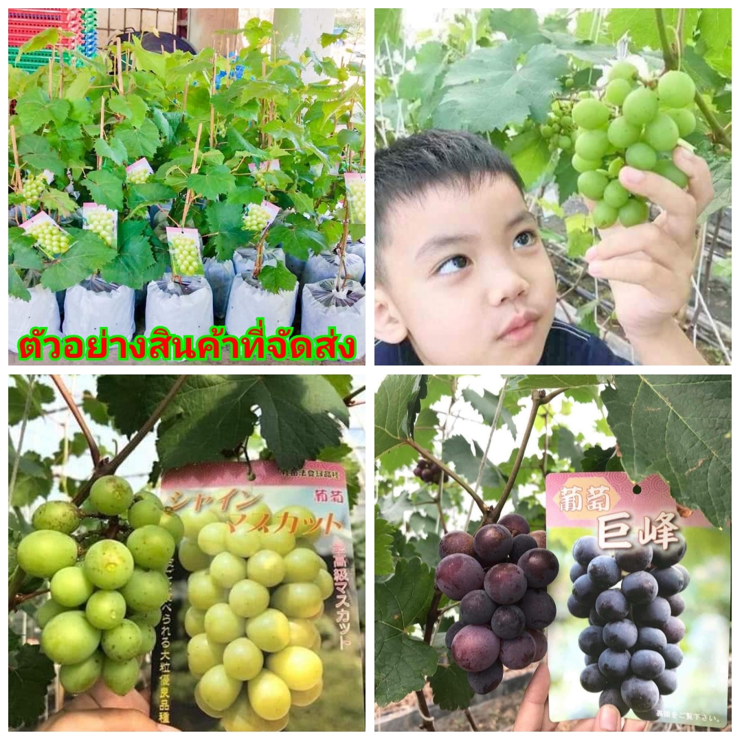 (ขาย ต้นพันธุ์) ต้น ต้นองุ่นญี่ปุ่น ไชน์มัสคัต เคียวโฮ องุ่น grape Shine Muskat Areho Japanese Vines บ้านองุ่นญี่ปุ่น