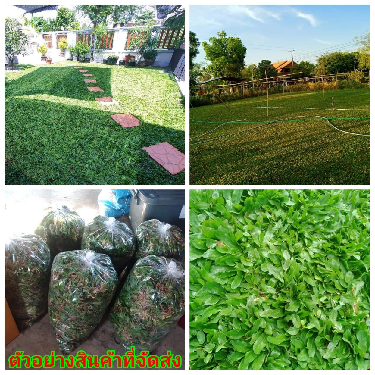 หญ้าไทเป จันทบุรี หญ้า ปูสนาม Kasorn สำเนา a