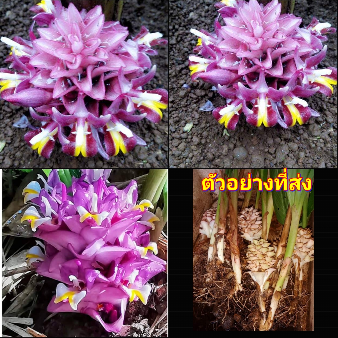 (3ต้น) ต้น หน่อ เหง้า กระเจียวสุเทพ Curcuma ecomata ต้นกระเจียวสุเทพ ดอกกระเจียวสุเทพ กระเจียว สุเทพ สมซง